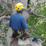 Dons Tree Services - photo 10