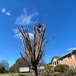 Good Neighbor Tree Service - photo 1
