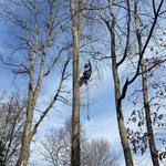 Good Neighbor Tree Service - photo 2
