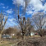 Good Neighbor Tree Service - photo 3