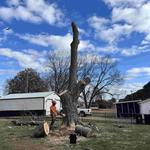 Good Neighbor Tree Service - photo 10