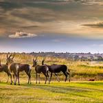 THE REAL SOUTH AFRICA - photo 1