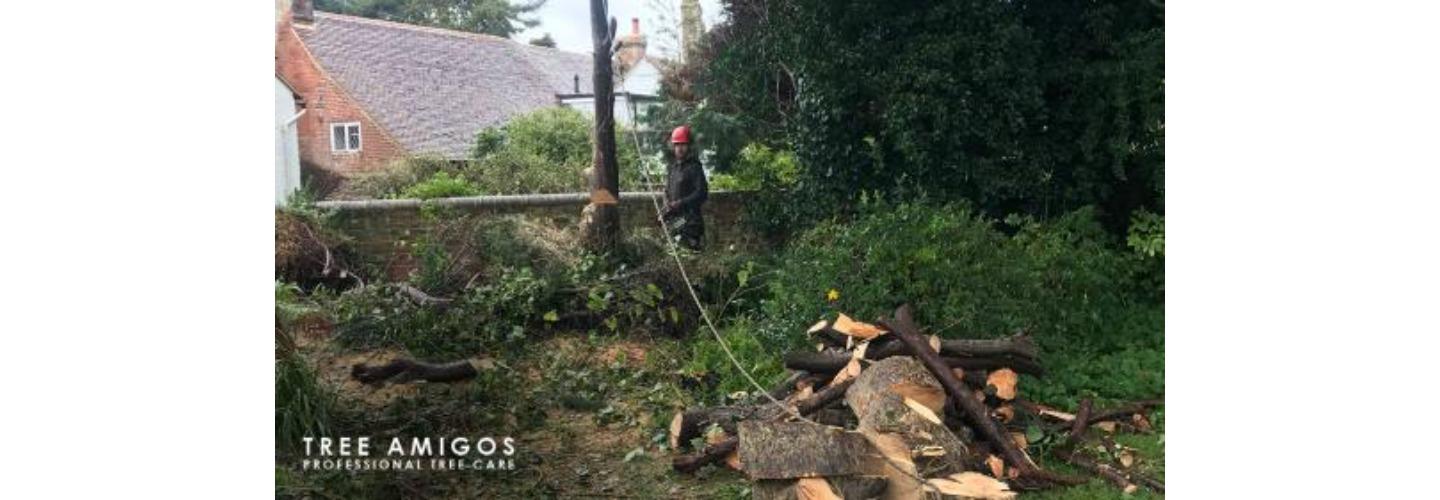 Tree Amigos Professional Tree Care cover photo