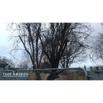 Tree Amigos Professional Tree Care - photo 2