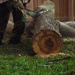 West Atlanta Tree Service - Carrollton Ga - photo 1