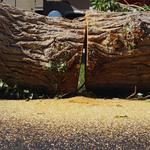 West Atlanta Tree Service - Carrollton Ga - photo 2