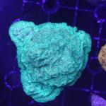 Reef Haven - photo 3