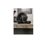 Neighborhood Veterinary Centers - Lake Charles - photo 2