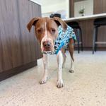 Neighborhood Veterinary Centers - Nederland - photo 2