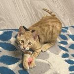 Neighborhood Veterinary Centers - Richmond - photo 1