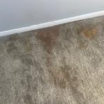 Kwik Dry Carpet Cleaning Toronto - photo 5