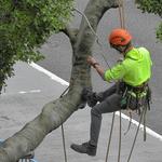 New Jersey Tree Professional - photo 3