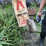 360 Rodent Control - photo 3