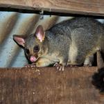 Palm Beach Wildlife Services - photo 1