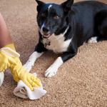 When You Need Your Space Cleaned Today, Not Tomorrow - photo 9