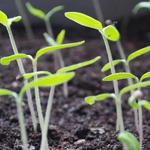 Farmhouse Artisan Market - photo 5