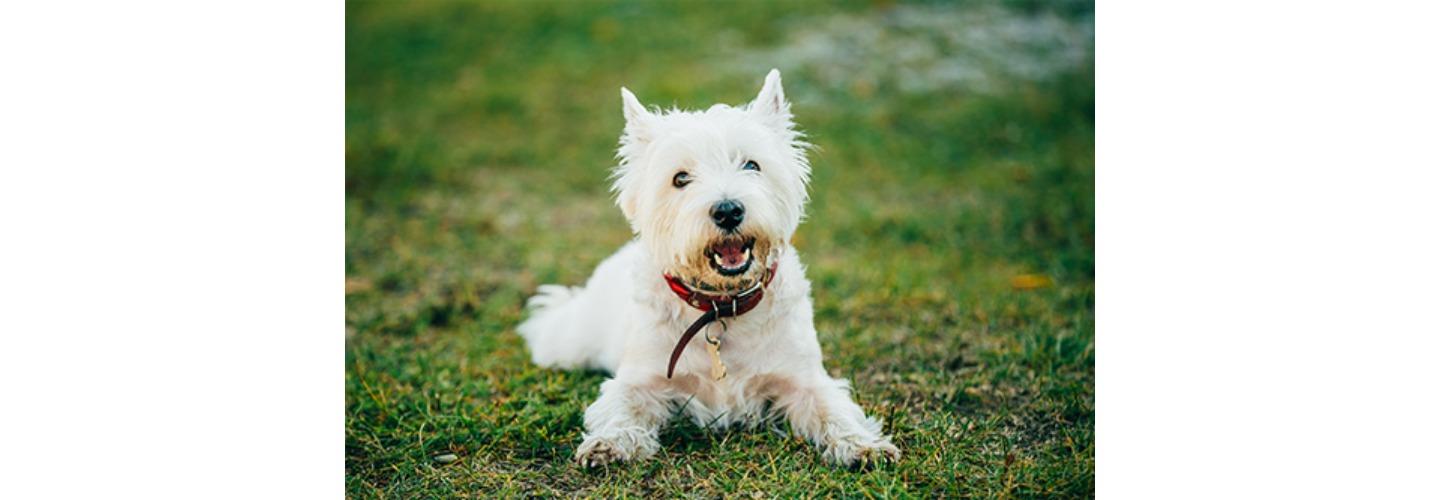 Hillsdale Animal Hospital cover photo