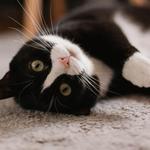 Hillsdale Animal Hospital - photo 1