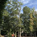 ClearView Tree Care - photo 2