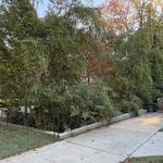 ClearView Tree Care - photo 4