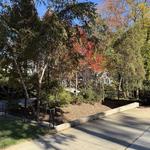 ClearView Tree Care - photo 5