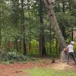 ClearView Tree Care - photo 6