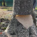 ClearView Tree Care - photo 7