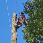 ClearView Tree Care - photo 8