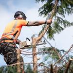 Arborist Essex - photo 1
