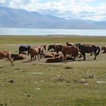 Western Altai Tour Mongolia - photo 2