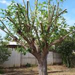 The Branch - photo 2