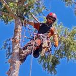 The Branch - photo 3