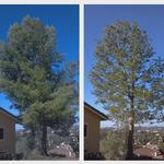 The Branch - photo 5