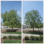 The Branch - photo 6