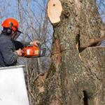 The Branch - photo 8