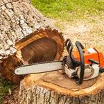 The Branch - photo 9