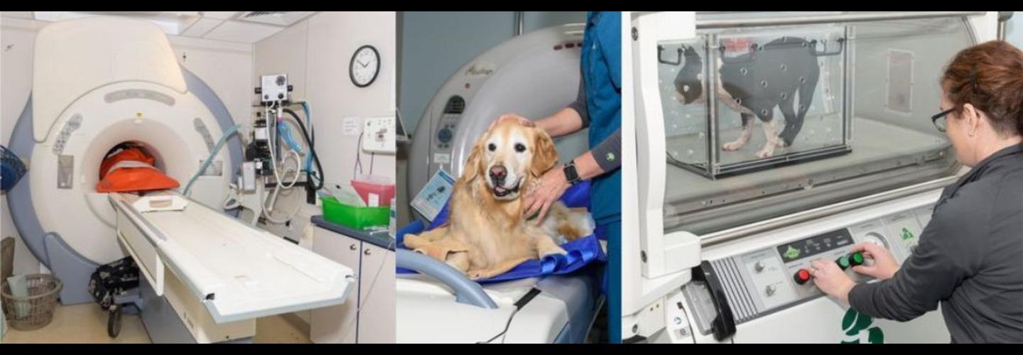 Veterinary Neurology & Imaging of the Chesapeake cover photo