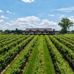 Saddlehill Winery - photo 4