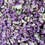 Miniature Harvest - photo 5