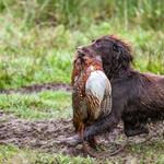 Gamesafe Products - photo 2