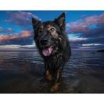 Off Leash K9 Training 30A - photo 2