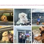 Luxurious Pet Move Abroad - photo 1