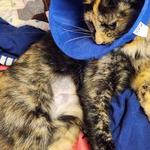 West Olympia Pet Hospital - photo 1