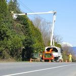 Green Leaf Tree Service - photo 2