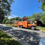 Green Leaf Tree Service - photo 9