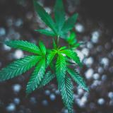 herbalreach - Medical Cannabis Referrals in Liberty