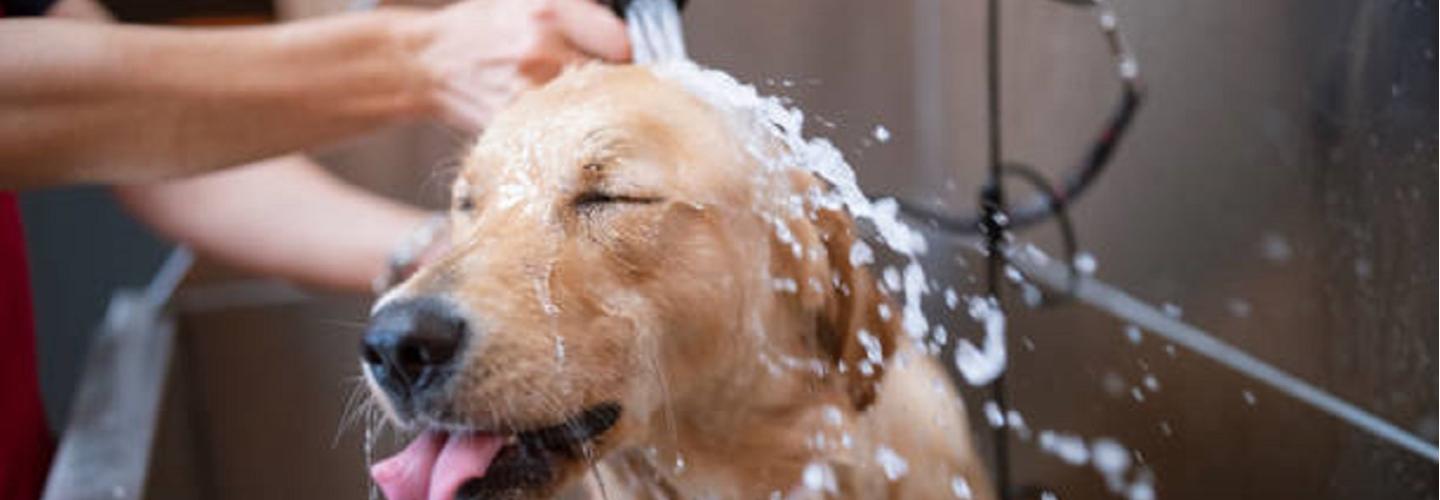 Good Leash cover photo