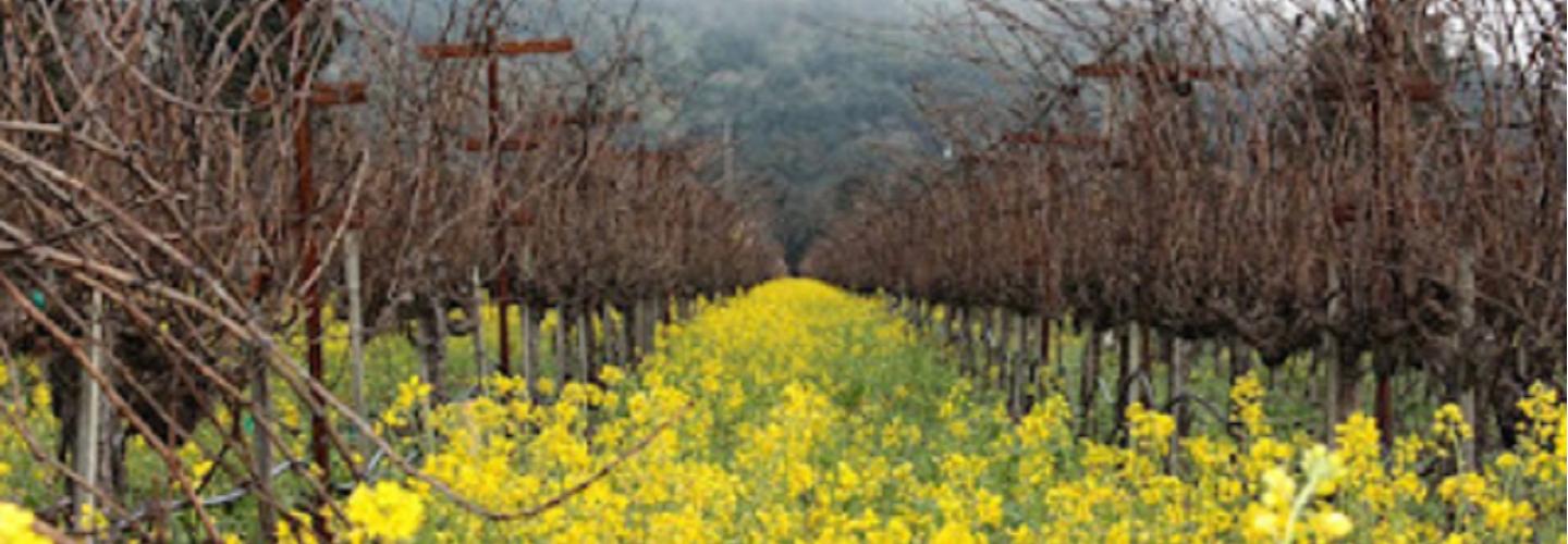 Napa Valley Wine Excursions cover photo