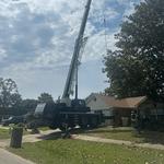 D’s Trees - photo 1