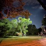 D’s Trees - photo 2